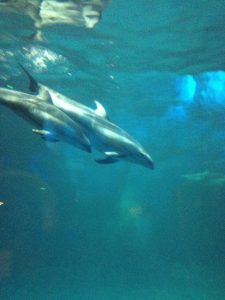 Baby dolphin Makoa swims close to mom