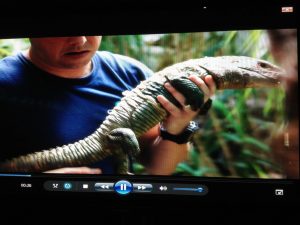 Back-legless iguana uses 3-D prosthetic