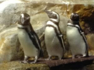 Shedd rescue penguins at play